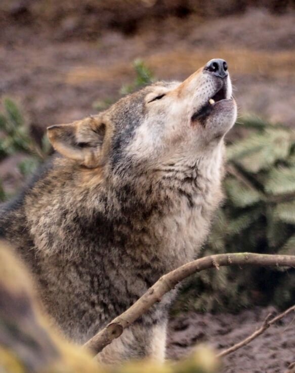 A FAMILY BREAK TO DUNDEE 7 camperdown-wildlife-centre, wolf, wolf howling