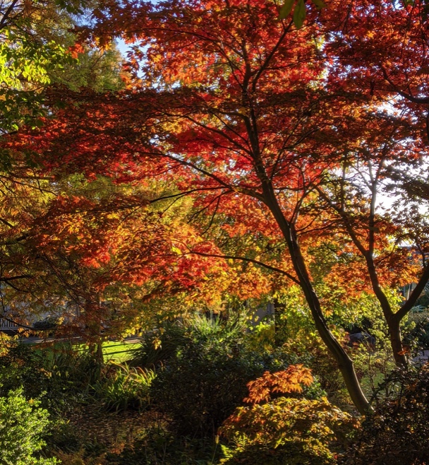 Discover Autumn Walks around Dundee 2 Image 18 10 2021 at 14.40