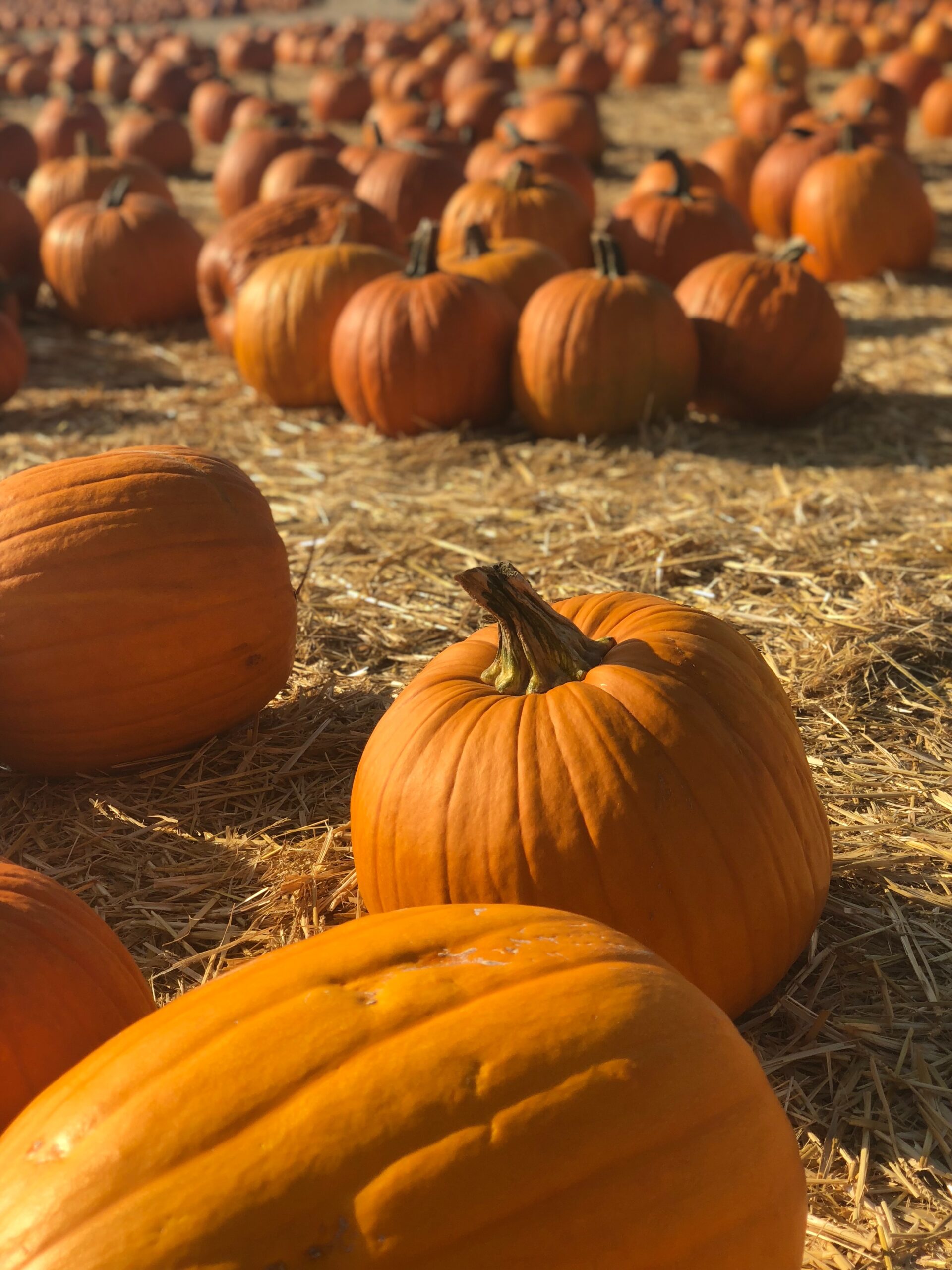 What’s On in October around Dundee 6 Pumpkin patch