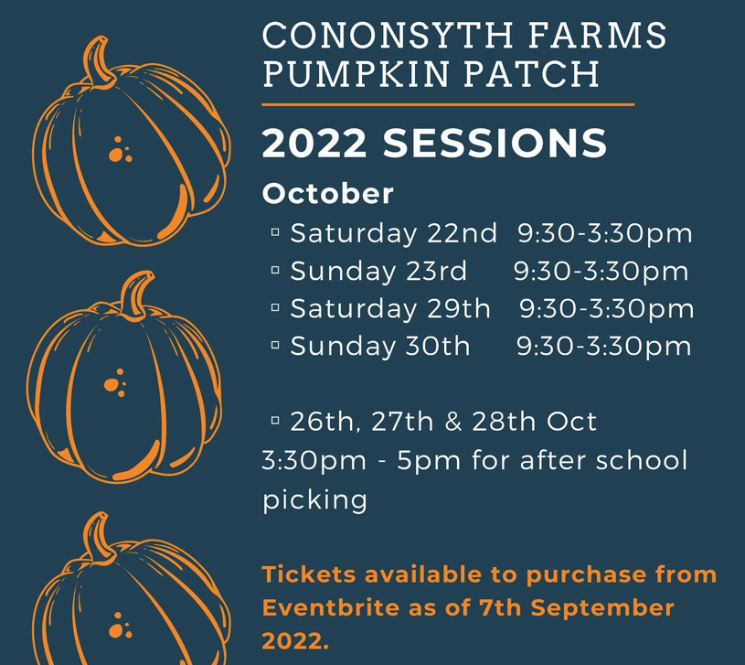 Cononsyth Farms Pumpkin Patch 9 cononsyth-farm-pumpkin